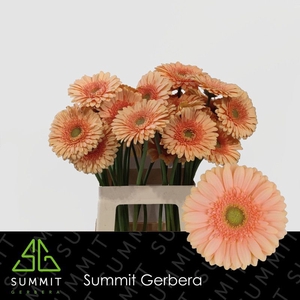 Gerbera Pre-Extase Lang Gelijk 56cm Water x40