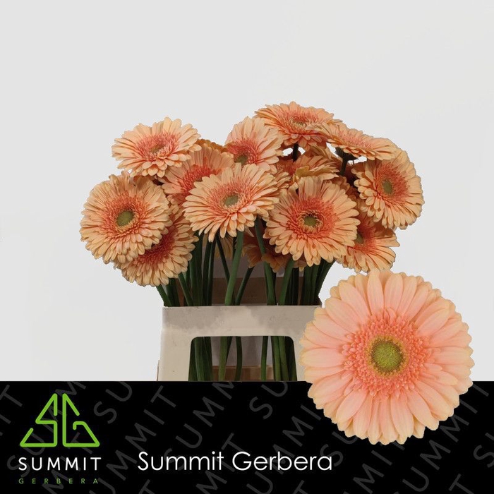 <h4>Gerbera Pre-Extase Lang Gelijk 56cm Water x40</h4>