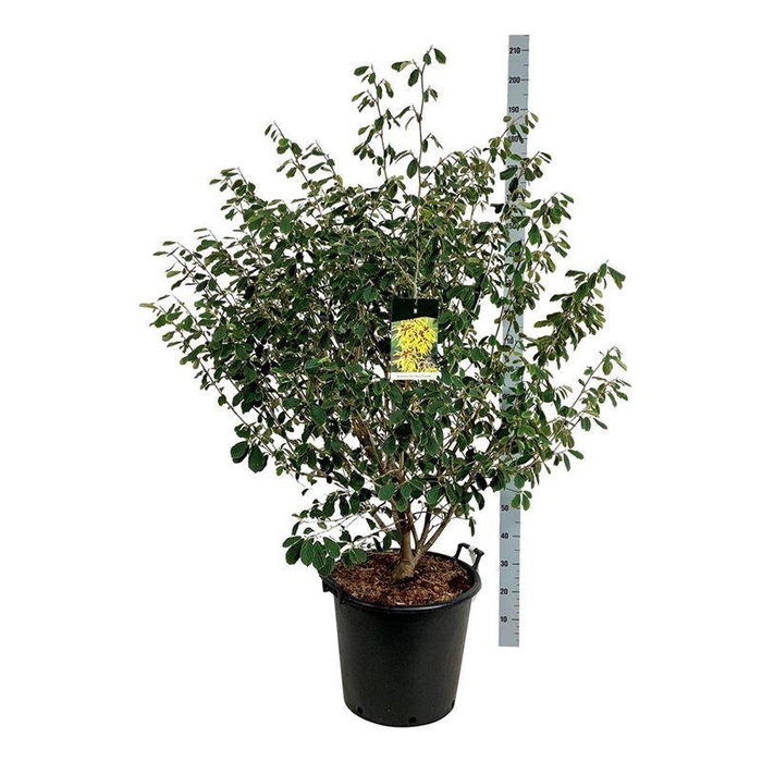 <h4>Hamamelis int. 'Arnold Promise'</h4>