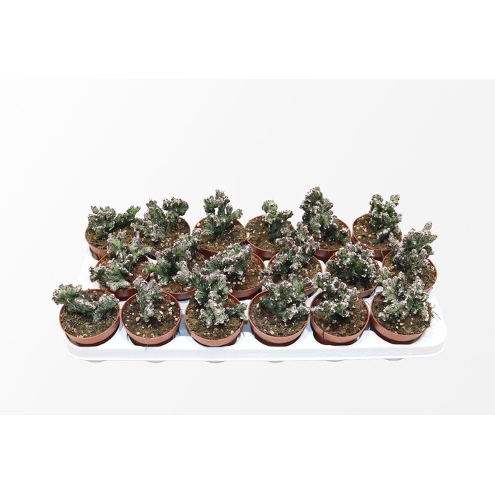 <h4>CACTUS OV</h4>