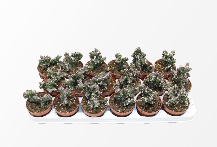 <h4>CACTUS OV</h4>