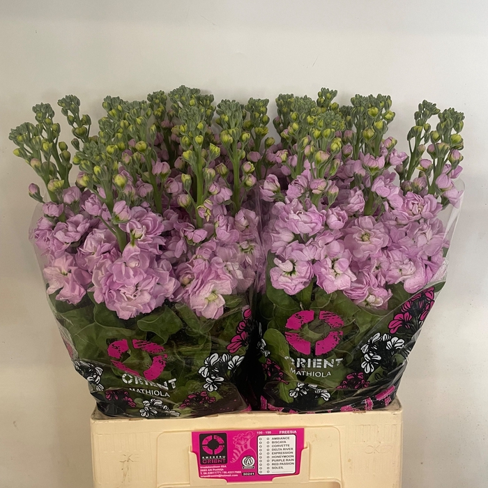 <h4>MATTH MATHILDA PINK</h4>