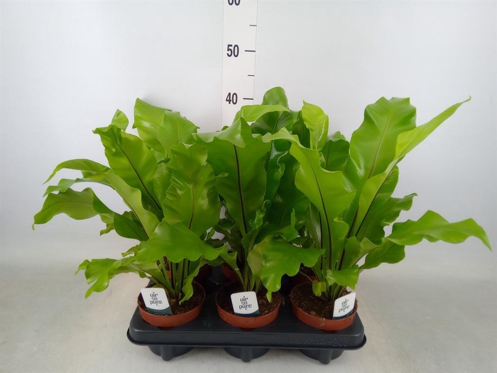 <h4>Asplenium nidus</h4>