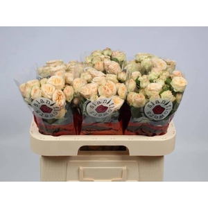 R TR GEN TRENDSETTER