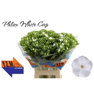 Phlox P Whitecap