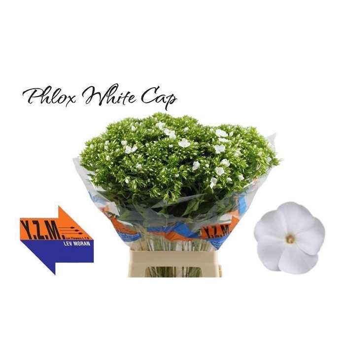 <h4>PHLOX P WHITECAP</h4>