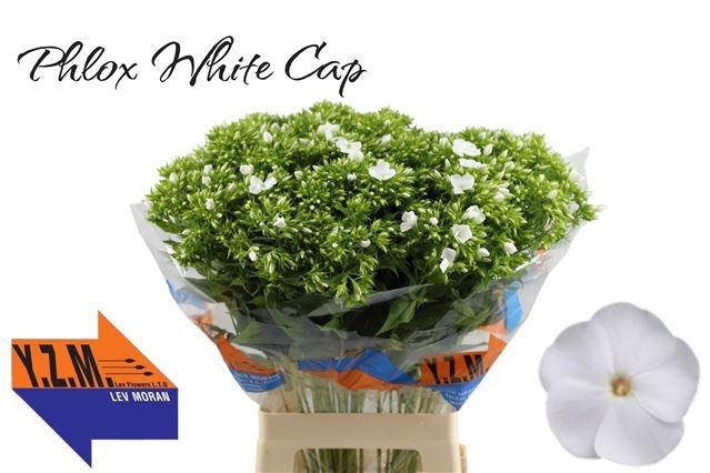 <h4>PHLOX P WHITECAP</h4>