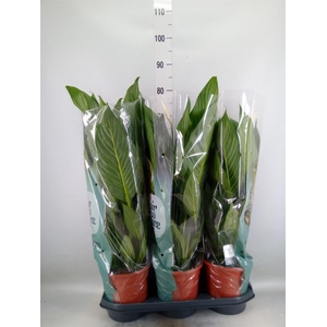 Spathiphyllum  'Sweet Isabella'