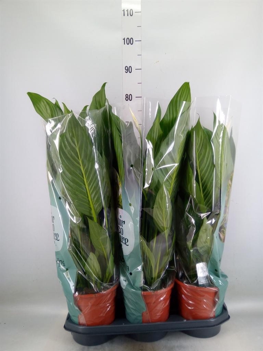<h4>Spathiphyllum  'Sweet Isabella'</h4>