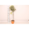 Olijfboom Olea europaea Stam 75cm