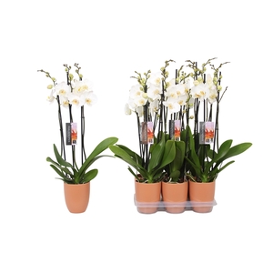 Phalaenopsis White, 3-spike Orange Ceramics