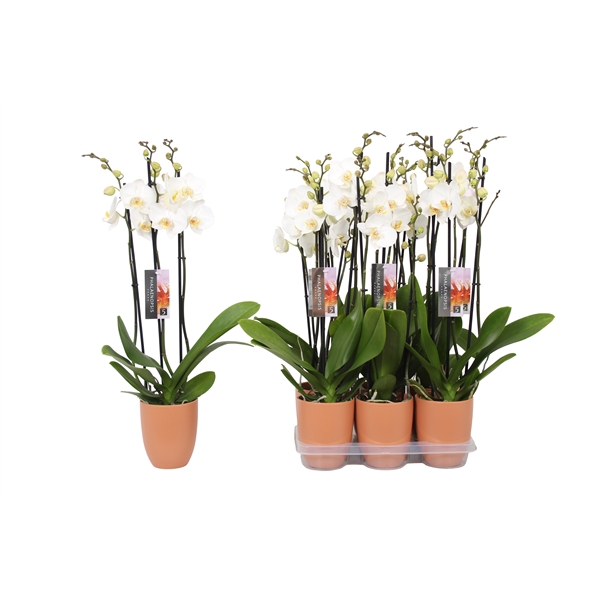 <h4>Phalaenopsis White, 3-spike Orange Ceramics</h4>