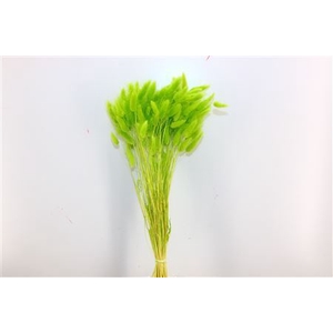 Dried Lagurus Apple Green Bunch Poly