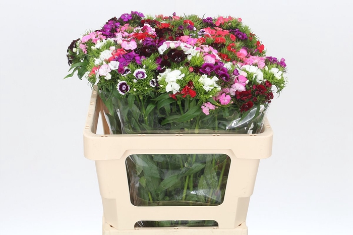 <h4>Dianthus Br Mix Rainbow</h4>