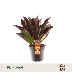 Codiaeum Mrs Iceton