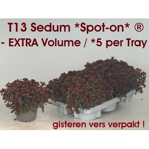 SEDUM SPUREA SPOT DARK ROSA P13