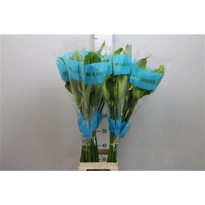 Zant Ae Green Goddes