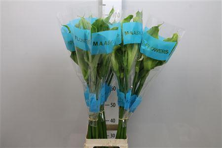 <h4>Zant Ae Green Goddes</h4>