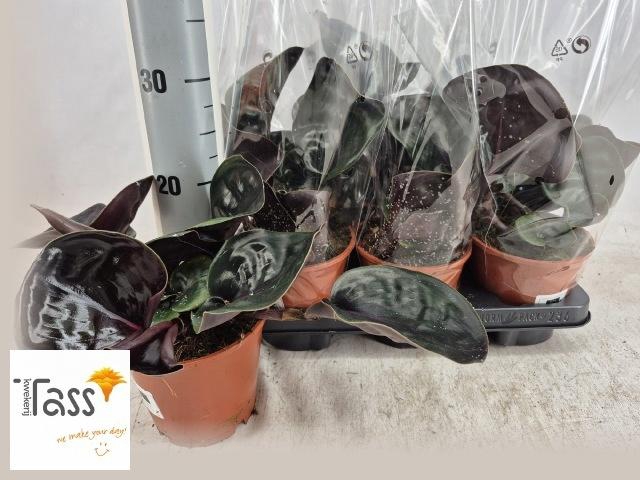 <h4>GEOGENA C MIDN PEARL</h4>