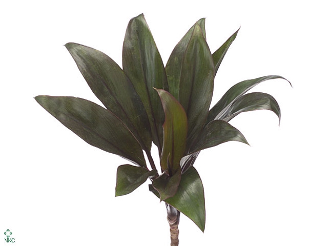 Cordyline Compacta Black 50 Cm