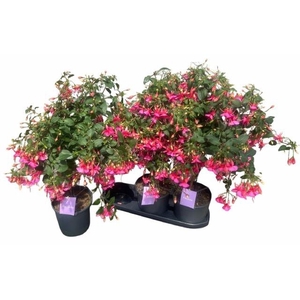 FUCHSIA OV