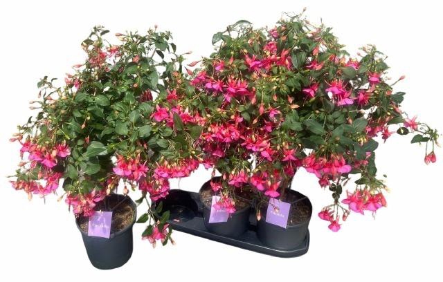 <h4>FUCHSIA OV</h4>