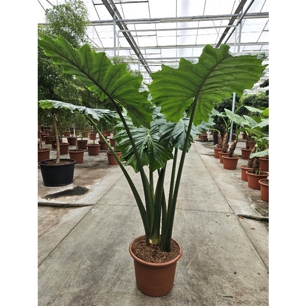 <h4>Alocasia Portodora</h4>