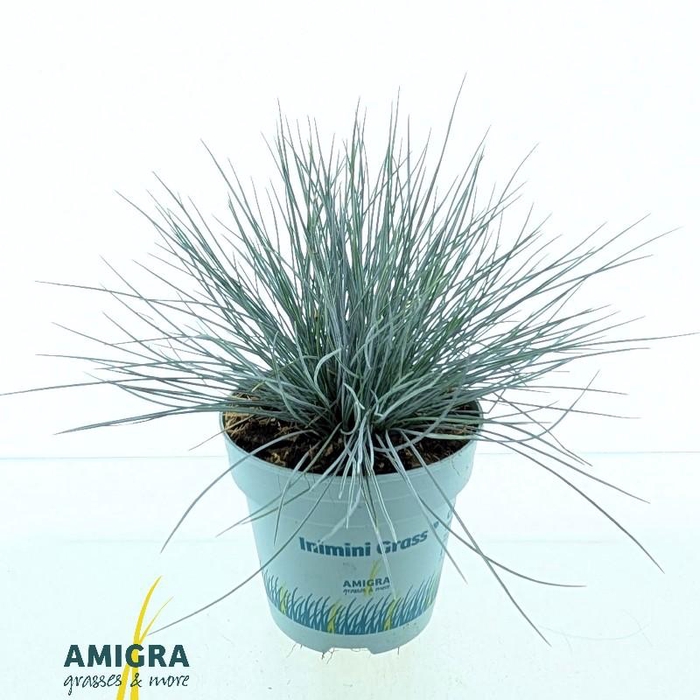 Festuca Glauca Compacta Blue®