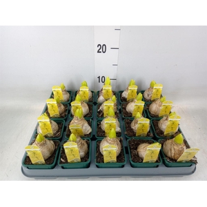 Hyacinthus orie. 'Yellowstone'