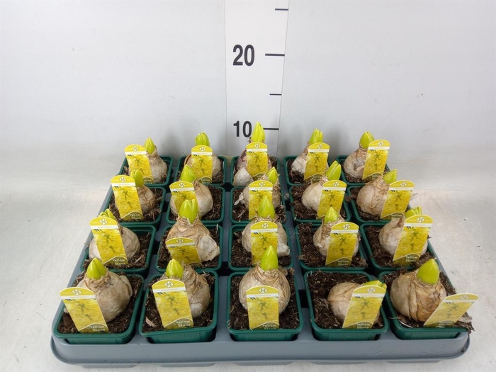 <h4>Hyacinthus orie. 'Yellowstone'</h4>