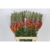 Antirrhinum Potomac Dark Orange
