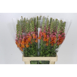 Antirrhinum Potomac Dark Orange