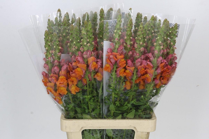<h4>ANTIRRHINUM POTOMAC DARK ORANGE</h4>