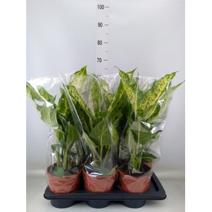 Dieffenbachia  'Mars'