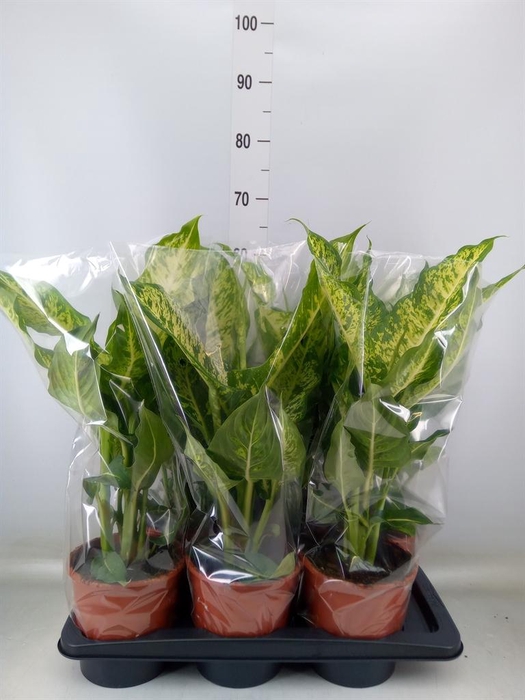 <h4>Dieffenbachia 'Mars'</h4>