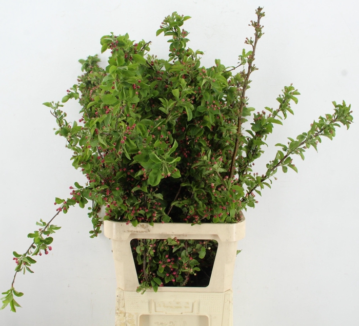 <h4>MALUS RED SENTINEL</h4>