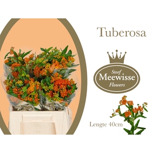 ASCL TUBEROSA