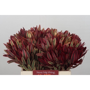 Leucadendron Jester