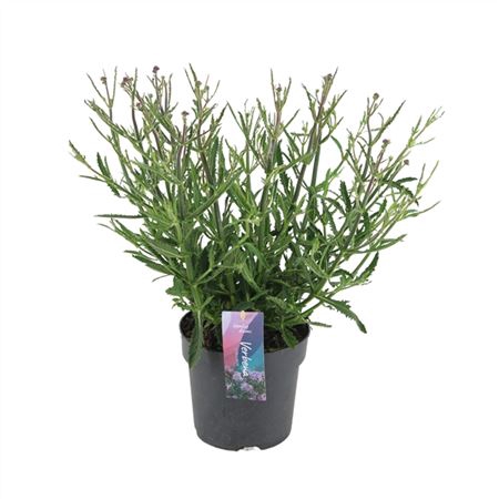 Verbena Bonariensis 'lollipop' P17