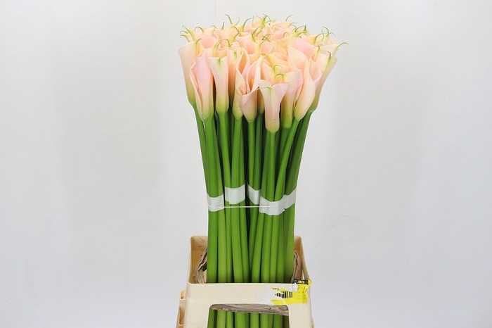 <h4>Zantedeschia Eydolls Salmon</h4>