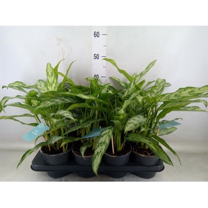 Aglaonema  'Silver Queen Compact'