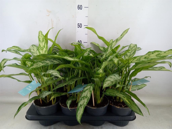 <h4>Aglaonema 'Silver Queen Compact'</h4>