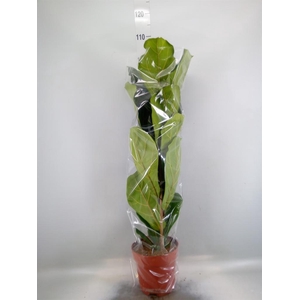 Ficus lyrata