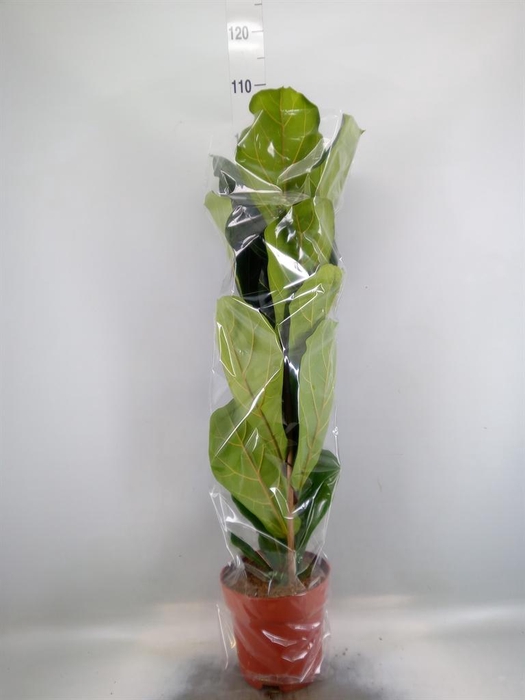 <h4>Ficus lyrata</h4>