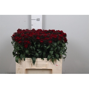 Di Barb B Diep Rood