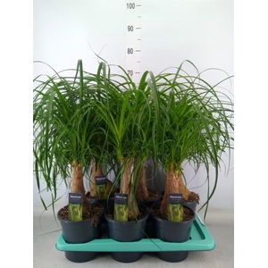 Beaucarnea recurvata