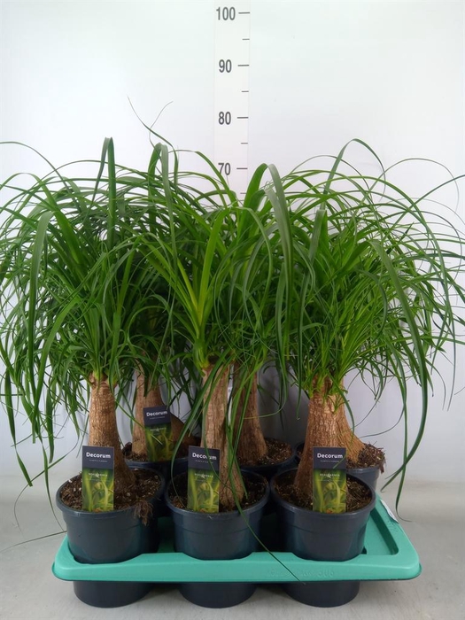 <h4>Beaucarnea recurvata</h4>