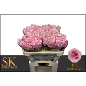 R GR PINK AVALANCHE+