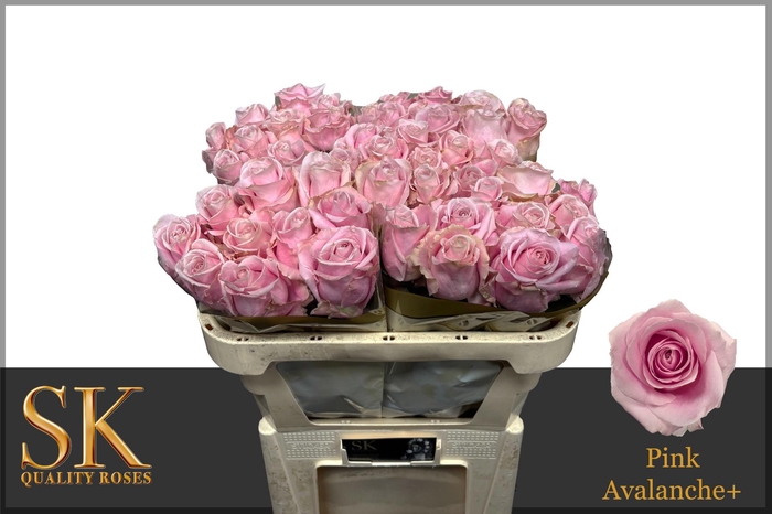 <h4>R GR PINK AVALANCHE+</h4>