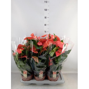 Anthurium andr. 'Florida'